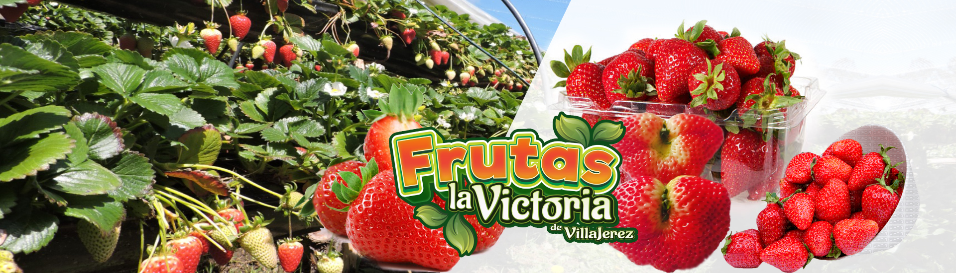 Descripción de la imagen 1